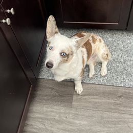 Cardigan Welsh Corgis from Beug's Beautiful Babies