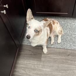 Cardigan Welsh Corgis from Beug's Beautiful Babies