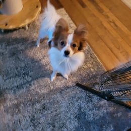 Papillon Puppies from Kimberly Brannon's Papillons