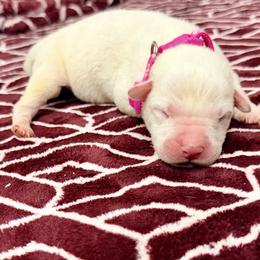 Dark pink collar - Red female Cane Corso puppy in Snellville, Georgia from A Really Good Kennel