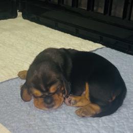 Male black and Tan (Dax) - Black and brown male Basset Hound puppy in Oviedo, Florida from Boss Farms