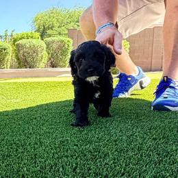 Darla - Black female Goldendoodle puppy in Anthem/Phoenix, Arizona from Ironwood Doodles
