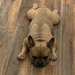 Cash - French Bulldog