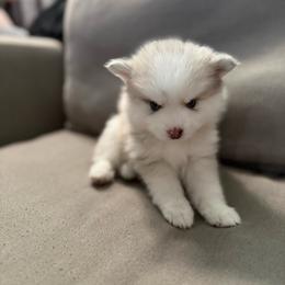Lady - Merle female Pomsky puppy in West Sacramento, California from Pinkie's Pomskies