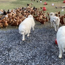 Great Pyrenees from Misty Valley Farm
