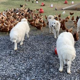 Great Pyrenees from Misty Valley Farm