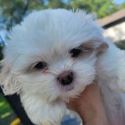 Girl 1 - White female Mal-Shi puppy in Mundelein, Illinois from FurEver Friends Designer Breeds