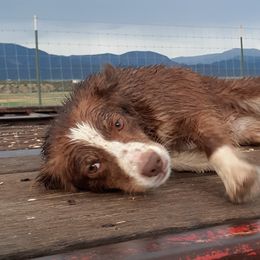 Callie - Australian Shepherd