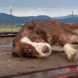 Callie - Australian Shepherd