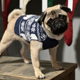 Phoenix - Pug