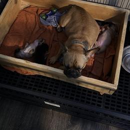 French Bulldog puppies from Jessica's French Bulldogs