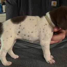 Qyala - Liver and white female German Shorthaired Pointer puppy in Topeka, Kansas from Autumn Prairie Kennel