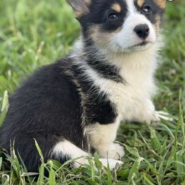 Dahlia - Black and tan female Pembroke Welsh Corgi puppy in Derby, Iowa from Newton Hay & Cattle