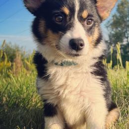 Pembroke Welsh Corgis from Brew City Corgis