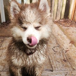 Pomsky Puppies from Arctic Tails