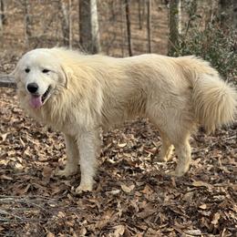 Smiley - Great Pyrenees
