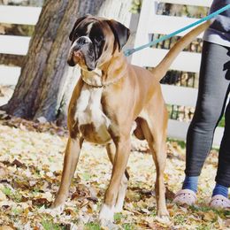 Grisha - Boxer