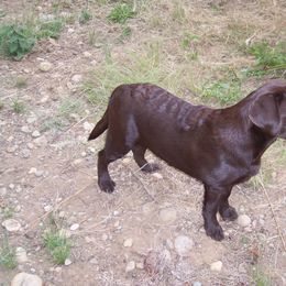 Labrador Retriever Puppies from Cecilie Drege