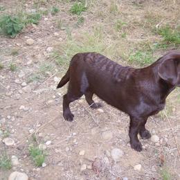 Labrador Retriever Puppies from Cecilie Drege