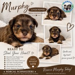 Murphy - Liver male Miniature Schnauzer puppy in Magalia, California from NorCal Schnauzers