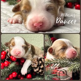 (8) Dancer, RMF - Red merle female Miniature American Shepherd puppy in Huntington, Texas from JKKJ Farms