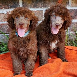 Poodles from Suber Poodles