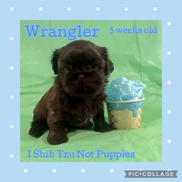 Wrangler - Liver male Shih Tzu puppy in Beatrice, Nebraska from I Shih Tzu Not Puppies