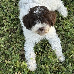 Blue girl - White Lagotto Romagnolo puppy in Sacramento, California from Innamorati Lagotti