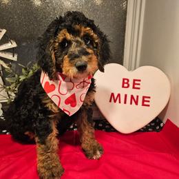 Yellow collar - Phantom female Bernedoodle puppy in Shelby, North Carolina from Forever Grateful Doodles