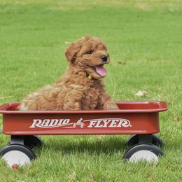 Goldendoodle Puppies from OodlesODoodles