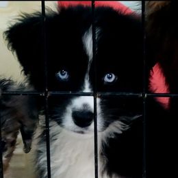 SCOOBY (Green) - Black tri male Miniature Australian Shepherd puppy in Norwood, Missouri from Looney Farm’s Toy & Mini Aussies