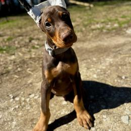 Grey - Red and rust male Doberman Pinscher puppy in Medina, Tennessee from Valorosa Doberman Kennel
