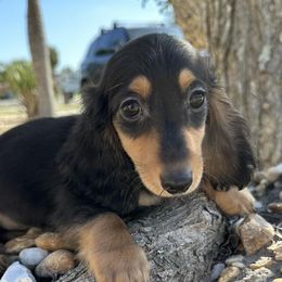 Dachshunds from Dachshunds by Design & Sunshine Dachshunds
