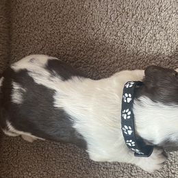 English Springer Spaniel Puppies from Picky’s Puppies