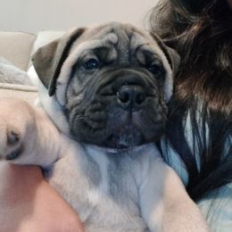 Bullmastiff Puppies from Ironward Bullmastiffs