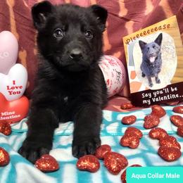 Aqua Collar Male - Black male German Shepherd puppy in Cadet, Missouri from Working Valley Shepherds