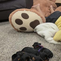 Yorkshire Terrier Puppies from Teacup Yorkies for Adoption Near Lebanon Ohio LLC