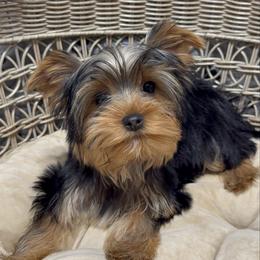Boy number 1 - Black and tan male Yorkshire Terrier puppy in Statham, Georgia from The Yorkie Love Shack