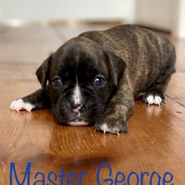 Boxer Puppies from Stuart Island Boxers
