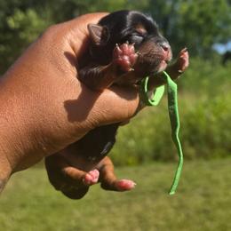 Lady Green - Black and gold female Yorkshire Terrier puppy in Lebanon, Ohio from Teacup Yorkies for Adoption Near Lebanon Ohio LLC