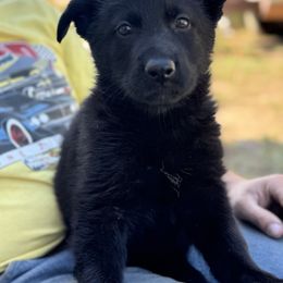 No collar - Black female German Shepherd puppy in Jennings, Kansas from Lost Creek German Shepherds LLC