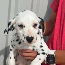 Cupcake - White and black female Dalmatian puppy in Austin, Texas from Dazzling Dalz