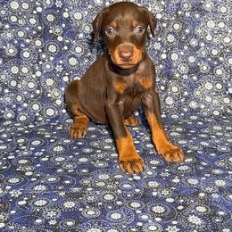 Purple Collar - Red and rust female Doberman Pinscher puppy in Louisville, Kentucky from Ruiz Dobermans