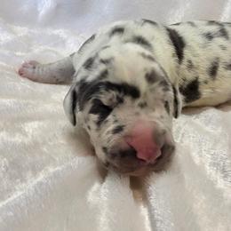 Simone - Harlequin female Great Dane puppy in Colorado Springs, Colorado from Pilot Danes