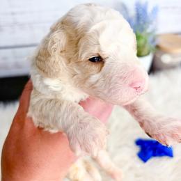 Commander - Fawn and white male Sheepadoodle puppy in Nixa, Missouri from Davis Family Doodles