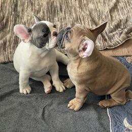 French Bulldog Puppies from Queenbeebullies