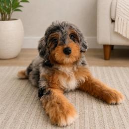Prada - Blue merle female Aussiedoodle puppy in North Royalton, Ohio from Johnson's Doodles