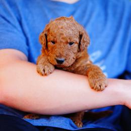 Goldendoodle and Labradoodle Puppies from Doodle Love