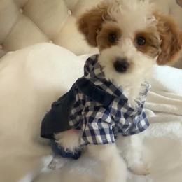 Bean - Parti male Goldendoodle puppy in Decatur, Texas from Scherrer Sweet Goldendoodles