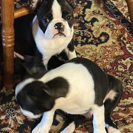 Boston Terrier Puppies from Wagtime Boston Terriers